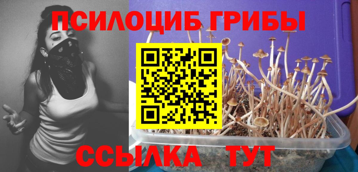 Галлюциногенные грибы Psilocybine cubensis Мегион