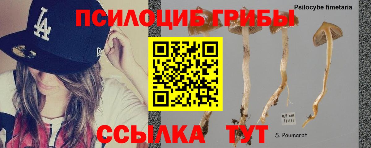 Мегион  Галлюциногенные грибы Psilocybine cubensis  Вход с VPN 
